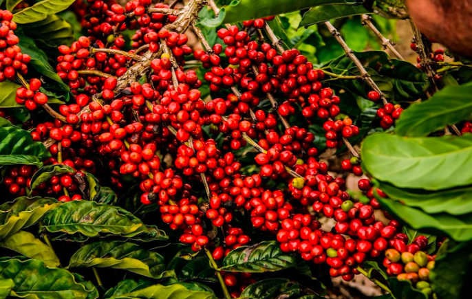 café especial em grãos, 1kg café especial em grãos, 1kg